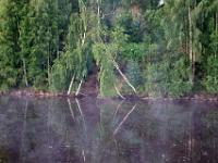 Nebelumtanzte Birkenwälder am Fluß Kowzha